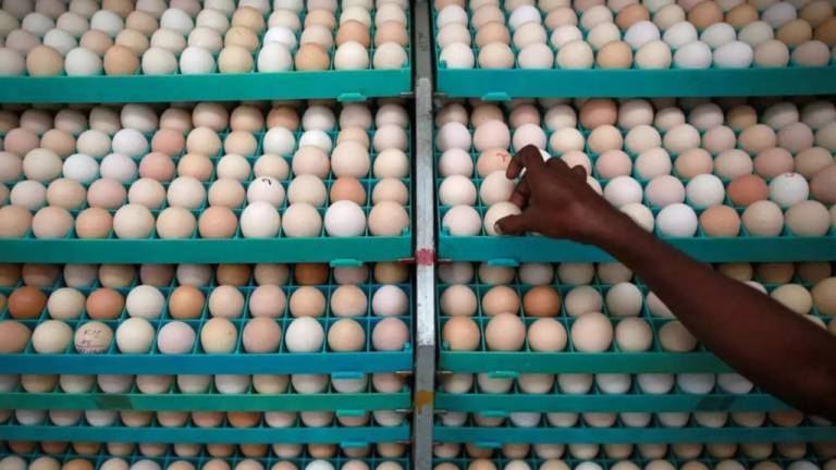 Oman stops eggs import, hits Tamil Nadu poultry industry